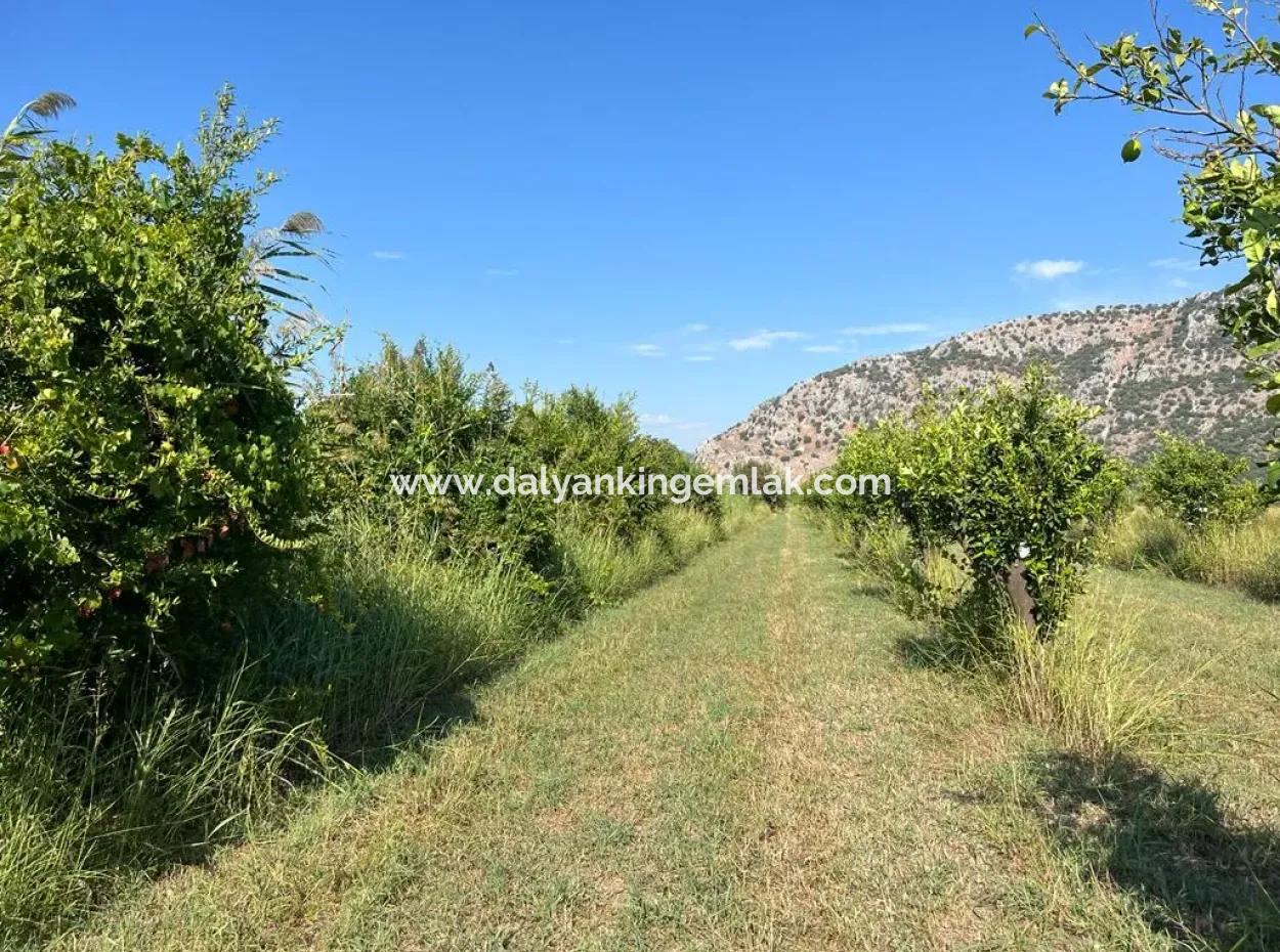 Feld Zum Verkauf In Dalyan