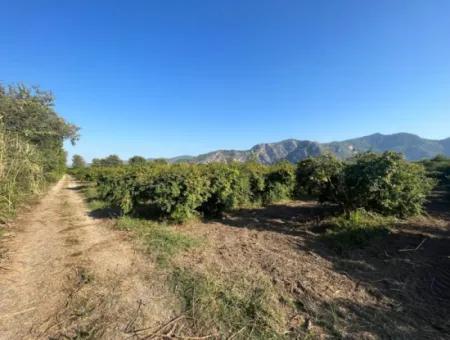 Granatapfelgarten Zum Verkauf In Dalyan