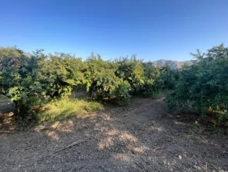 Granatapfelgarten Zum Verkauf In Dalyan