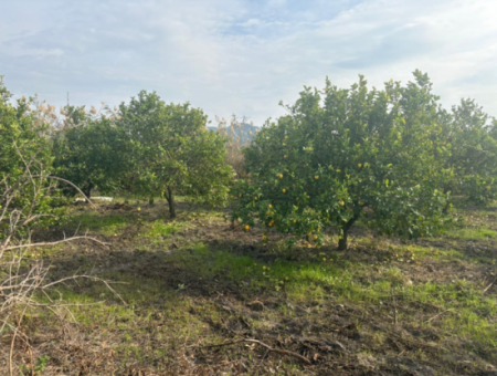 Field Land For Sale In Tepearası