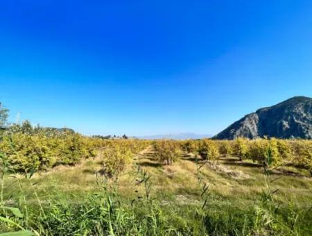 Granatapfelgarten Zu Verkaufen In Dalyan