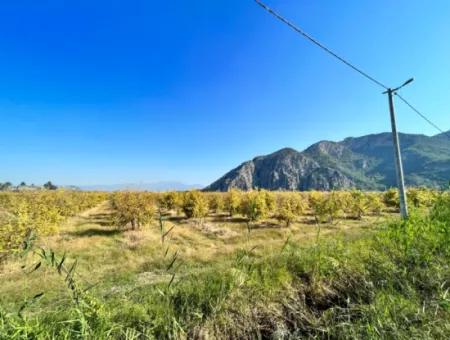 Granatapfelgarten Zu Verkaufen In Dalyan