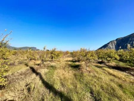 Granatapfelgarten Zu Verkaufen In Dalyan