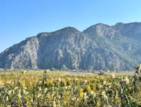 Granatapfelgarten Zu Verkaufen In Dalyan