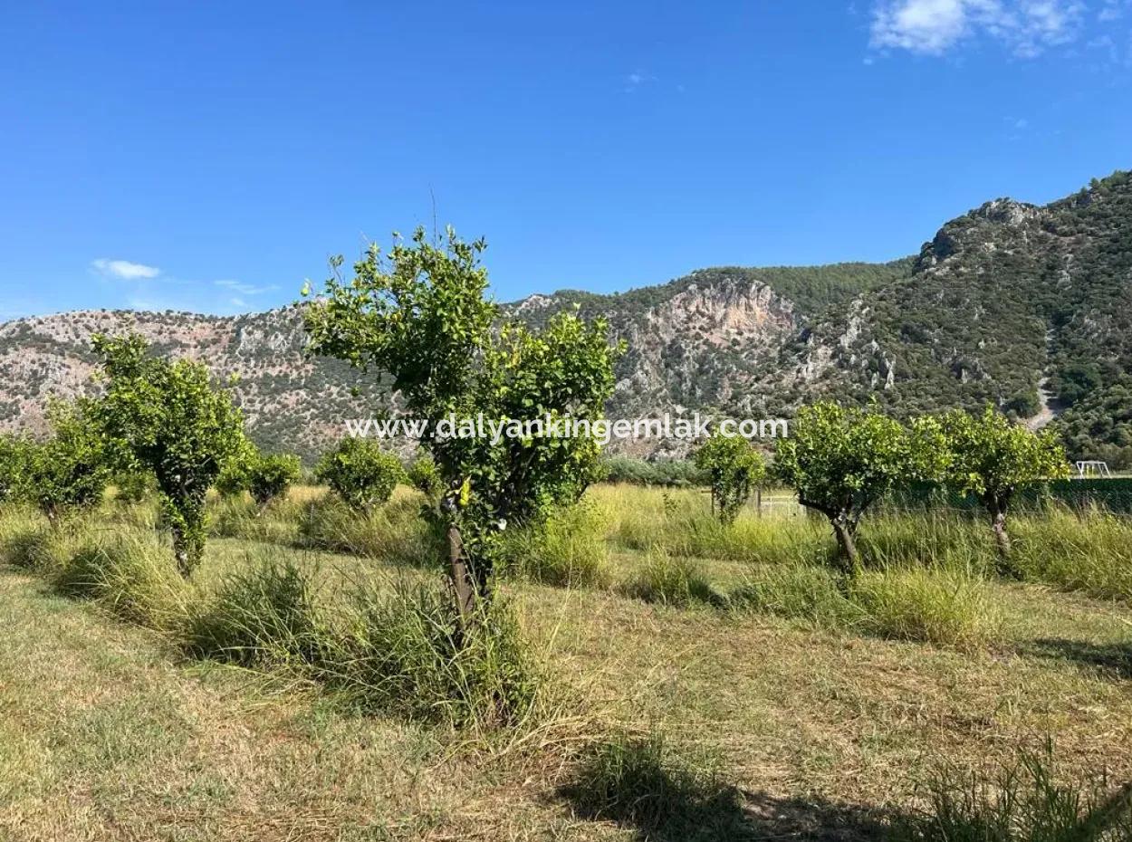 Field For Sale In Dalyan