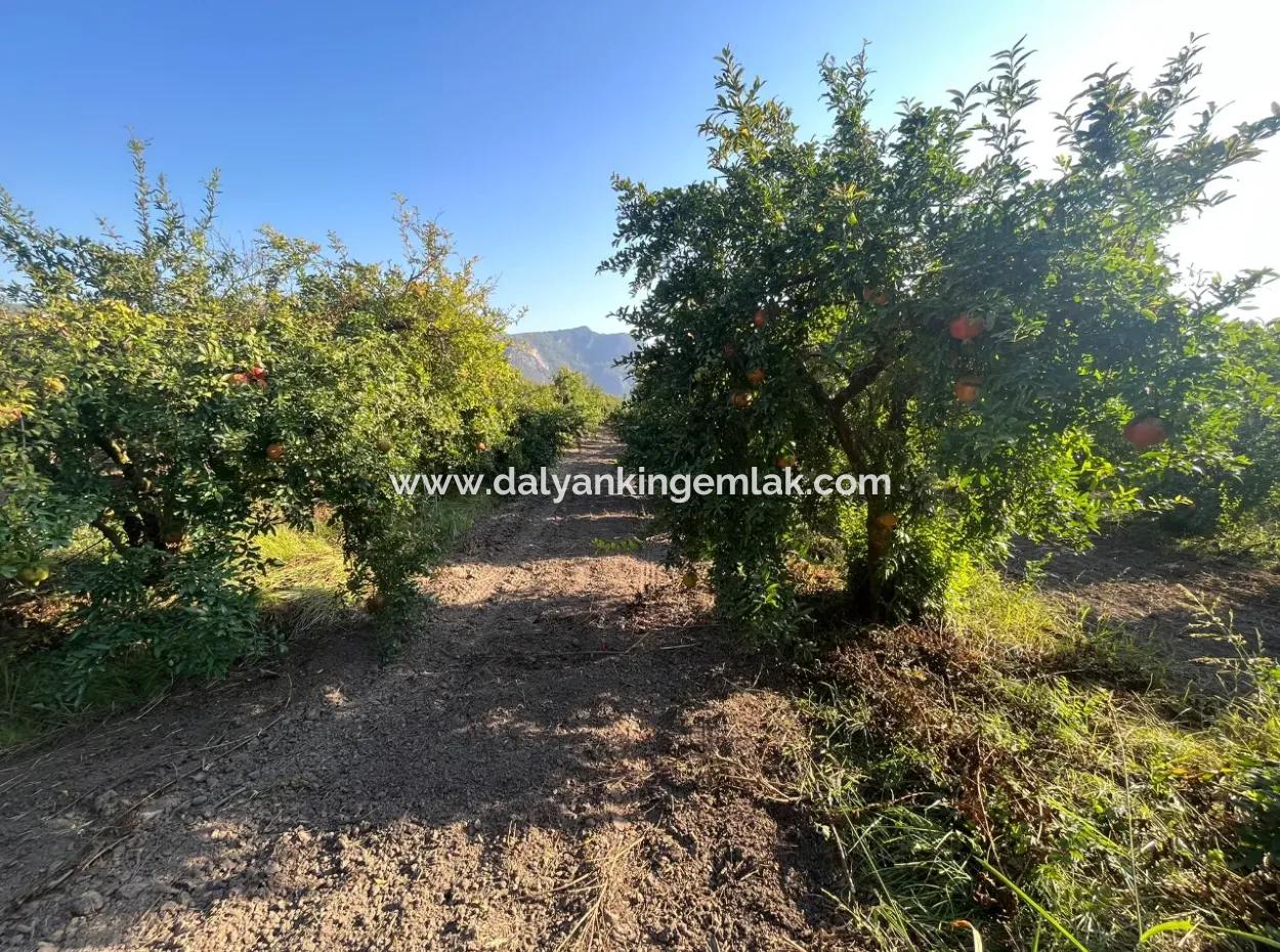 Pomegranate Garden For Sale In Dalyan