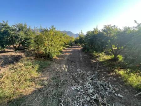 Pomegranate Garden For Sale In Dalyan