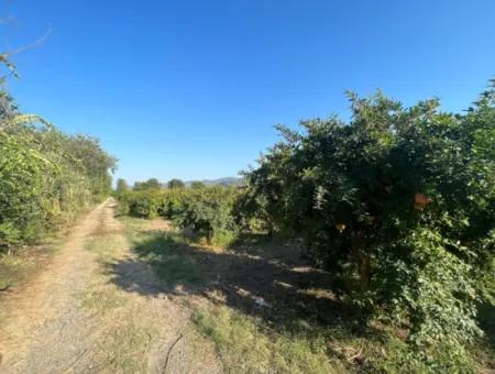 Pomegranate Garden For Sale In Dalyan