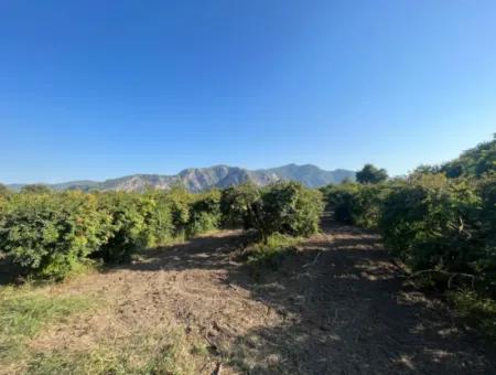 Pomegranate Garden For Sale In Dalyan