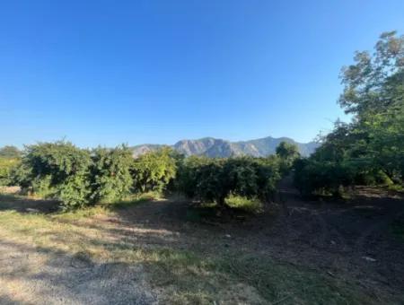 Pomegranate Garden For Sale In Dalyan