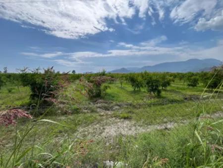 Farmland On İztuzu Road