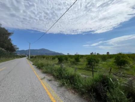 Farmland On İztuzu Road