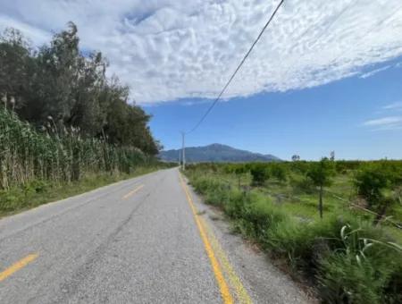 Farmland On İztuzu Road