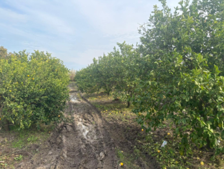 Field Land For Sale In Tepearası