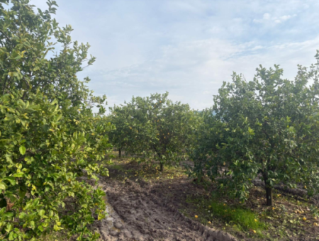 Field Land For Sale In Tepearası