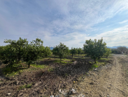 Field Land For Sale In Tepearası