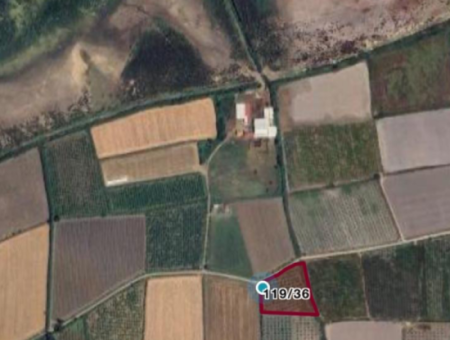 Field Land For Sale In Tepearası