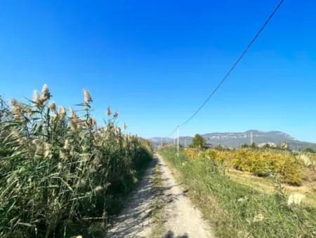 Pomegranate Garden For Sale In Dalyan