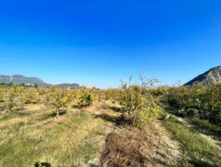 Pomegranate Garden For Sale In Dalyan