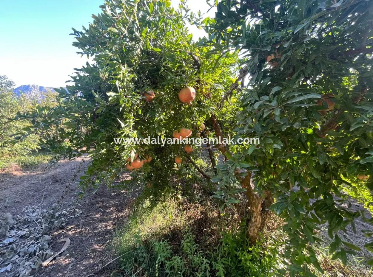 Dalyan Satılık Nar Bahçesi