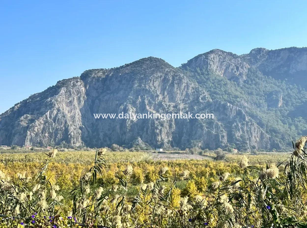 Dalyan Satılık  Nar Bahçesi