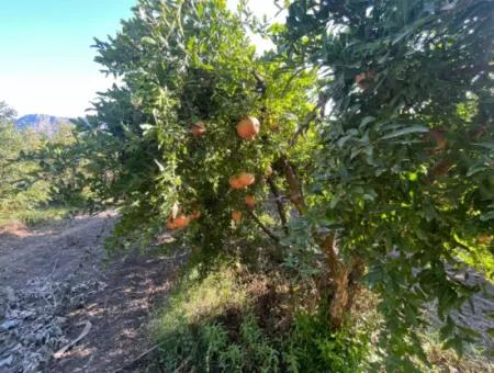 Dalyan Satılık Nar Bahçesi