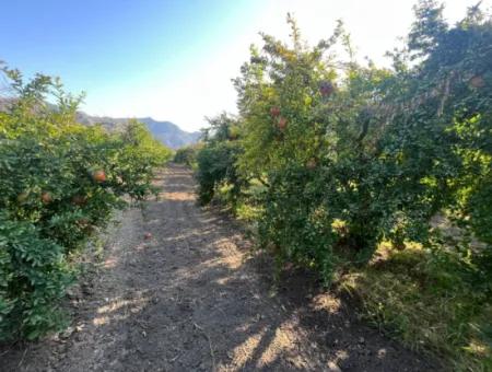 Dalyan Satılık Nar Bahçesi