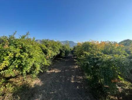 Dalyan Satılık Nar Bahçesi