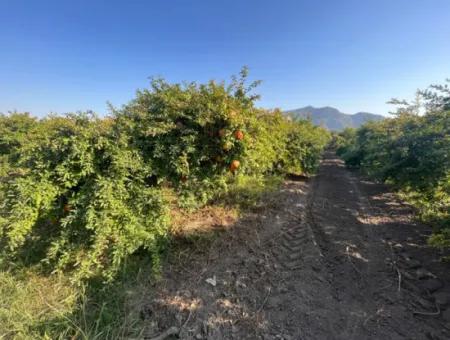 Dalyan Satılık Nar Bahçesi