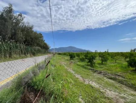 Dalyan İztuzu Yolunda Satılık Nar Bahçesi