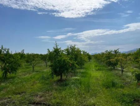 Dalyan İztuzu Yolunda Satılık Nar Bahçesi