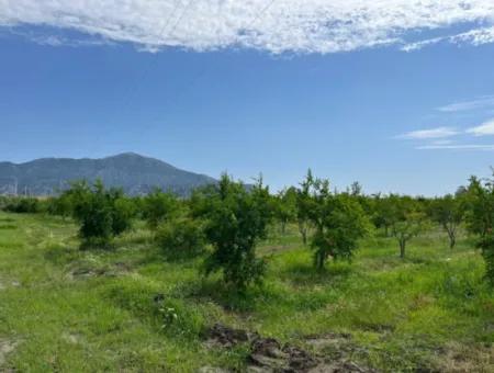 Dalyan İztuzu Yolunda Satılık Nar Bahçesi